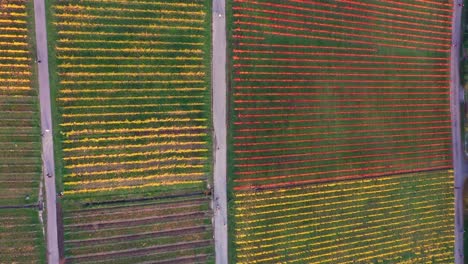 vista aérea de arriba hacia abajo volando a través del viñedo durante el otoño con hermosos colores en la montaña en 4k en stuttgart alemania