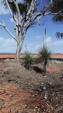 australian outback landscape with trees and grass trees