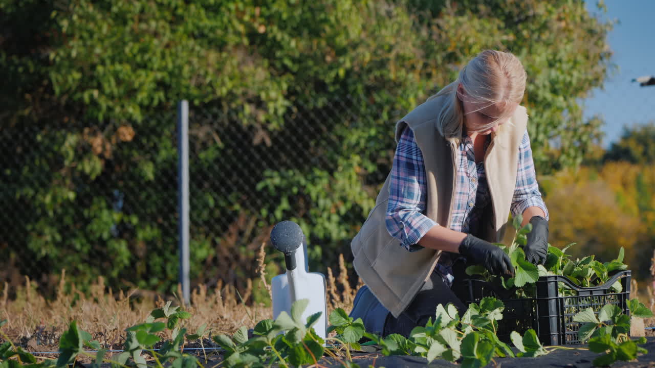 젊은 정원사가 정원에 딸기 묘목을 심고 있다