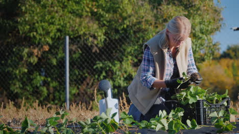 Junger-Gärtner-Pflanzt-Erdbeersetzlinge-Im-Garten