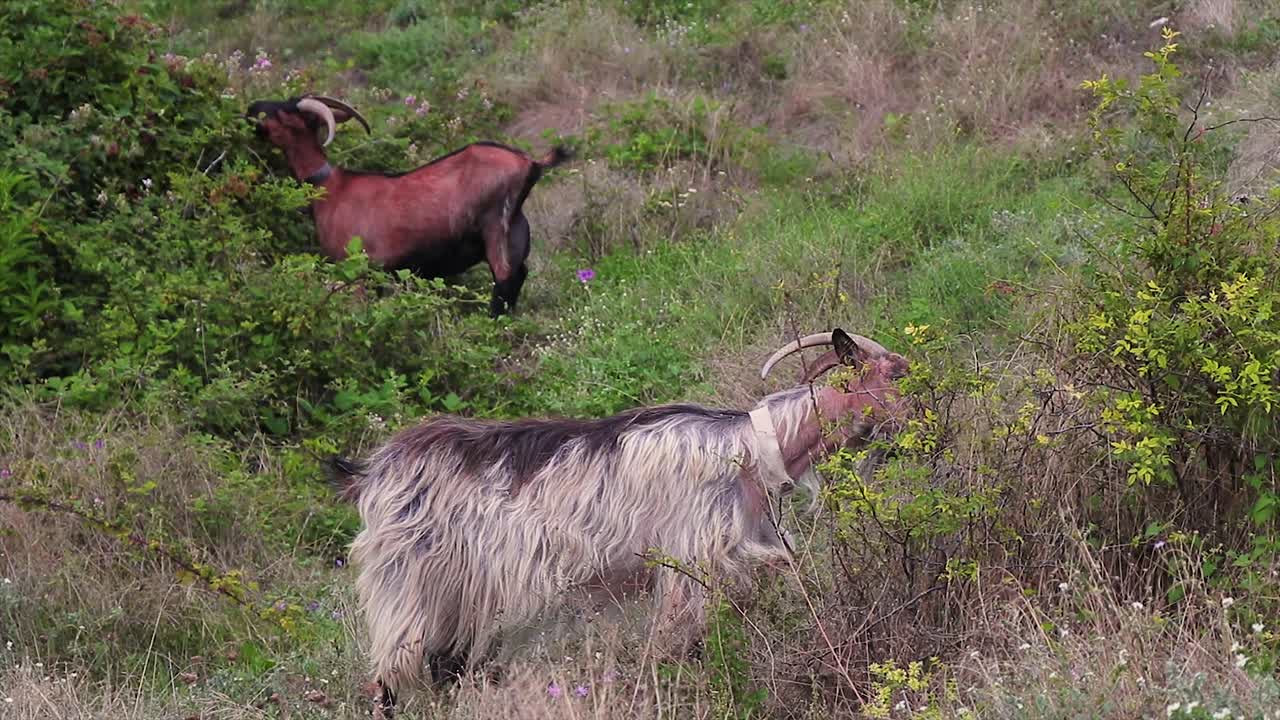 Capre selvatiche che mangiano piante nella natura selvaggia. Capra aegagrus.