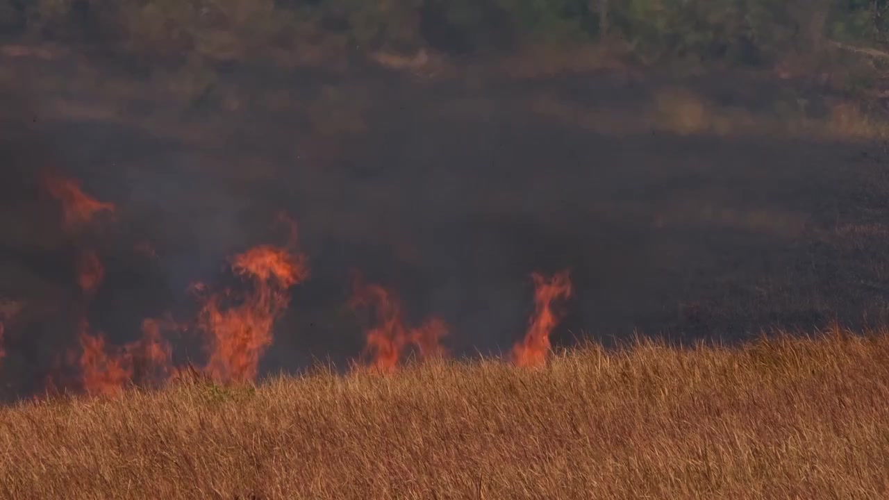 Fumo e fiamme mentre l'incendio risale la collina, combustione controllata o prescritta, Thailandia