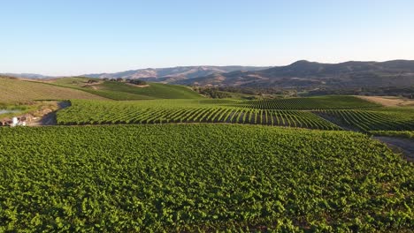 Hermosa-Antena-De-Viñedos-Montañosos-En-La-Región-Vitivinícola-De-La-Denominación-De-California-Santa-Rita-16