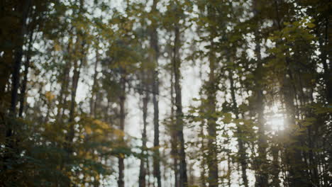 Sunbeams-passing-through-trees-in-forest