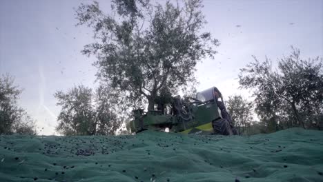 olive collection, olive oil production process