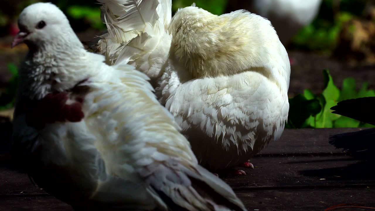색의 아름다운 비둘기 두 마리가 털을 고 공원의 나무로 된 산책로에 앉아 있습니다.
