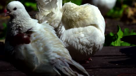dos hermosas palomas blancas limpian sus plumas. están sentadas en la pasarela de madera en el parque. soleada mañana de verano en el parque.
