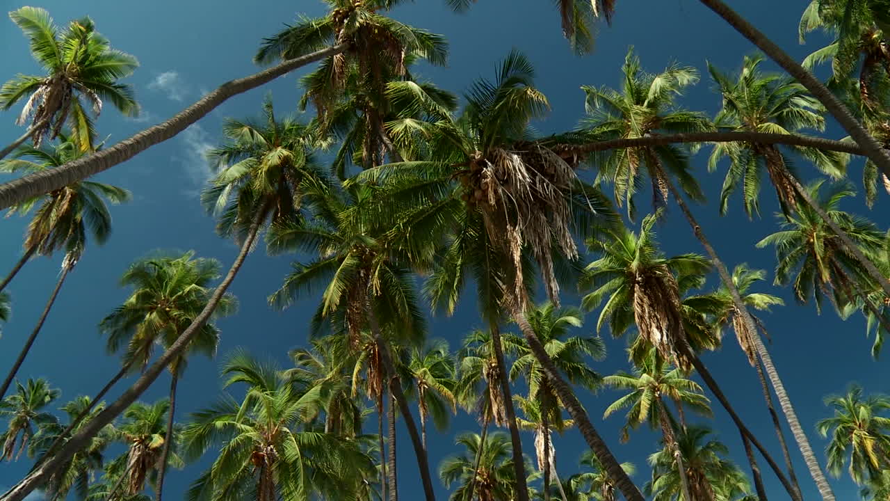 태양 1에 거대한 백합 잎이 있는 논을 가로지르는 여행 샷 1