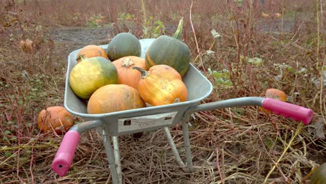 a young girl loads up a wheel barrow with halloween pumpkins in field