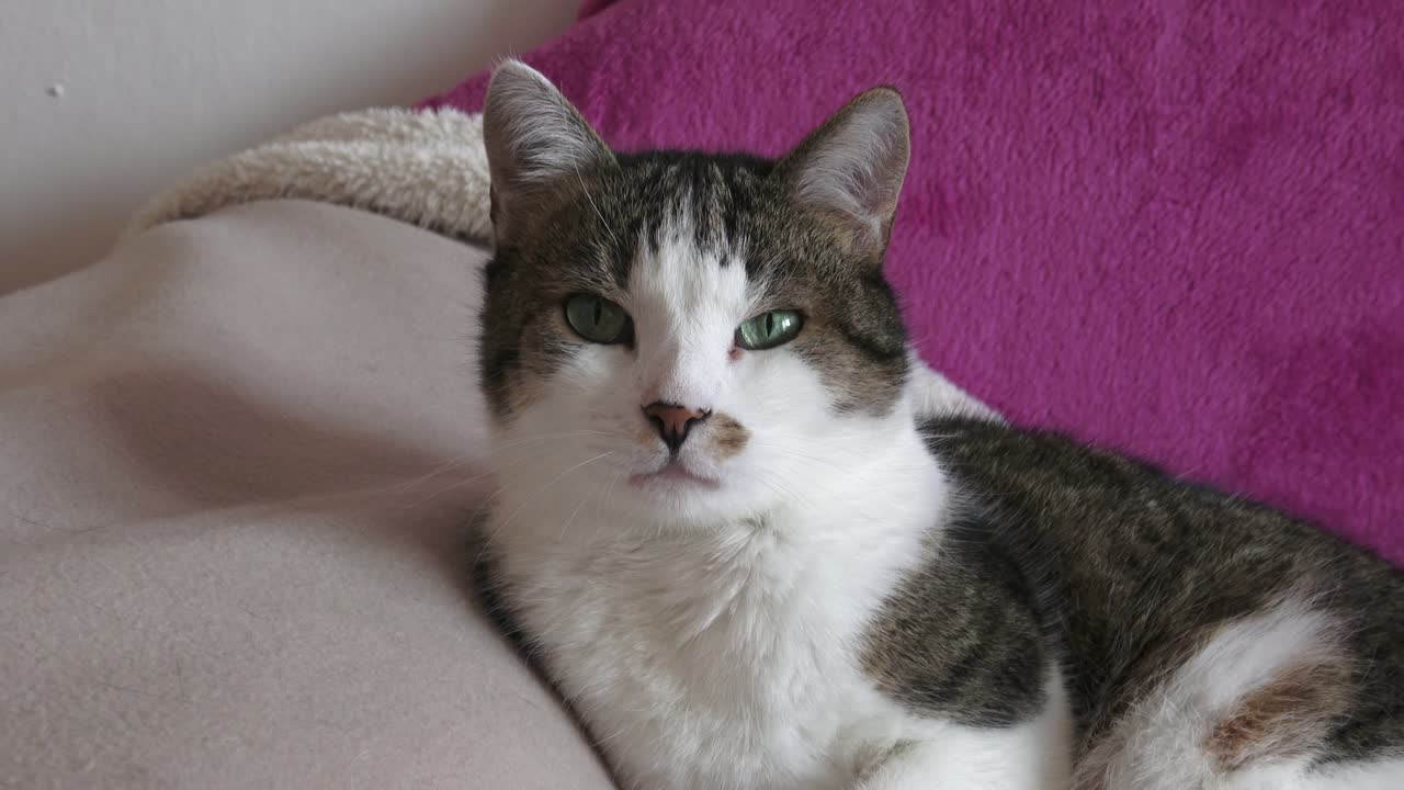 소파에 누워있는 고양이의 초상화.