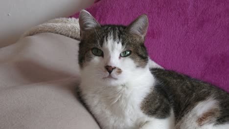 portrait of a cat. cat lying on the couch.