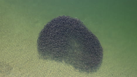 close up aerial shot of bait ball formed in clear ocean waters, drone shot of school of fish