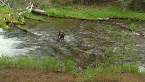 woman watches her dogs play in the river