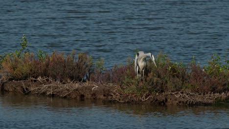 Seen-extending-its-neck-down-into-the-surface-of-the-water-as-its-head-and-bill-is-pointing-towards-the-target,-Grey-Heron-Ardea-cinerea,-Thailand