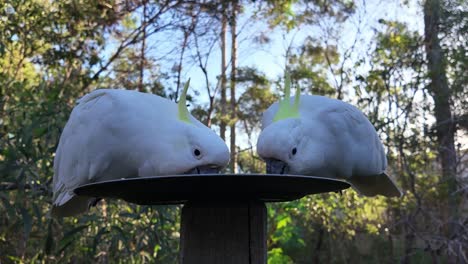 Native-Australian-Cockatoos-eating-seeds-on-a-plate-with-bushland-in-the-background