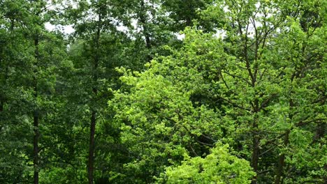 ヨーロッパの自然公園の森の風の強い日の眺めの木の枝