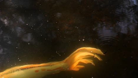 golden fish swimming