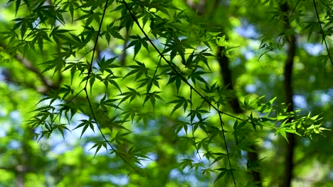 cinematic view of japanese maple leaf tree in summer in slow motion