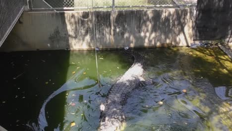 crocodile eating, food on fishing rod, static