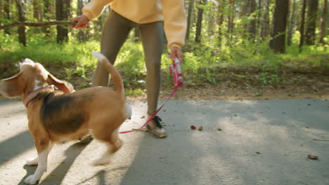 woman playing with her beagle in a park