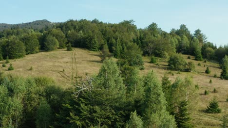 tor terenowy na trawiastym wzgórzu z wiecznie zielonymi drzewami w górach radocelo w środkowej serbii - szerokie ujęcie z panoramy