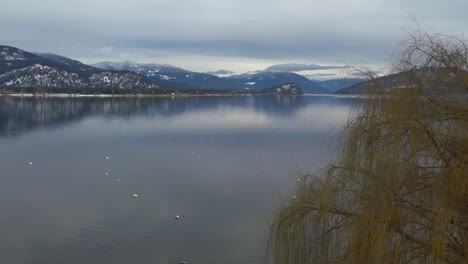 amazing rocky mountains reflecting into the shuswaplake on a cloudy day with a yellow colored tree on the foreground