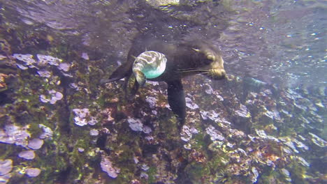 un león marino y un pez globo juegan juntos bajo el agua en esta toma entre especies en las islas galápagos