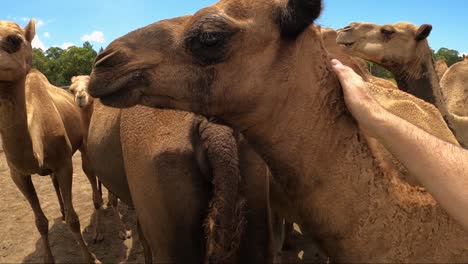 A close up of a gentle hand affectionately stroking a small camel on the head, neck and hump