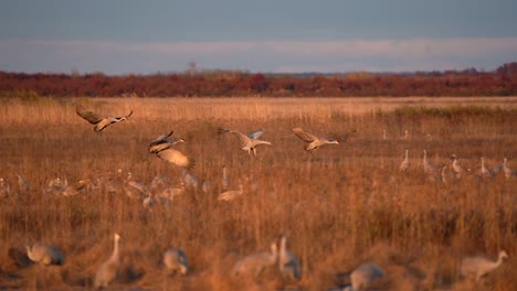 Four sandhill cranes flying across a marsh at golden hour