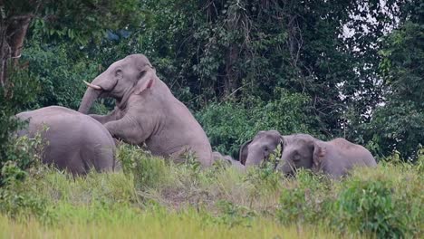 an alpha male stand on its two feet riding on the back of a female wanting to mate during a hot and windy afternoon at the edge of the forest