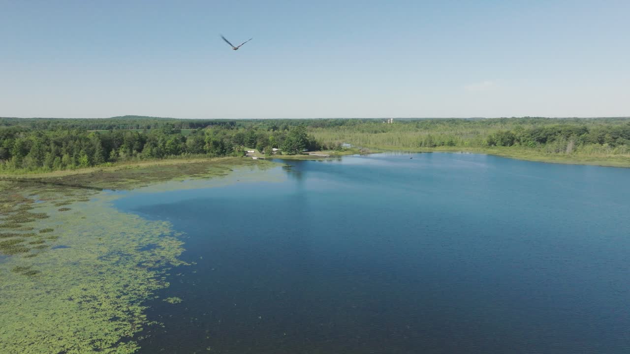 위스콘신 주 하프문 호수 근처의 습지 위에서 우아하게 날아다니는 독수리의 드론 영상.