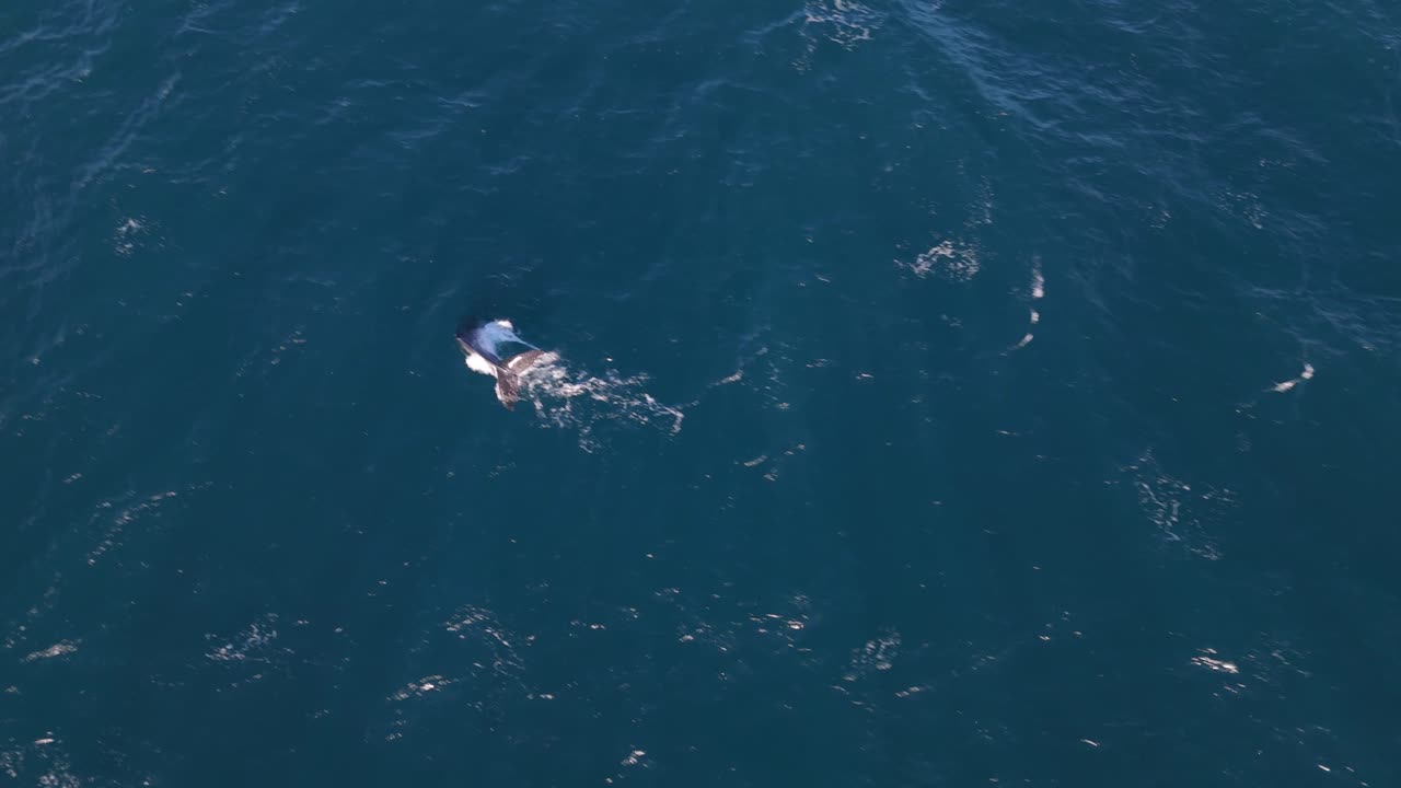 A whale calf breaches from the blue ocean surface and dives back in.
