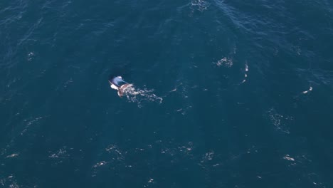 a whale calf breaches from the blue ocean surface and dives back in.