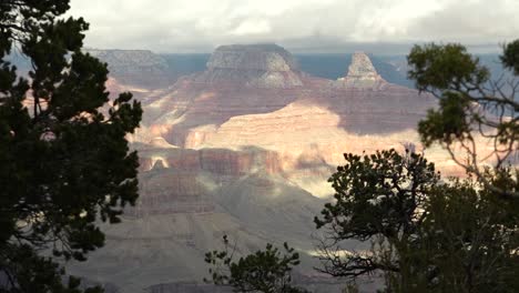 Camera-tilt-up-from-plants-and-vegetation,-revealing-the-Grand-Canyon