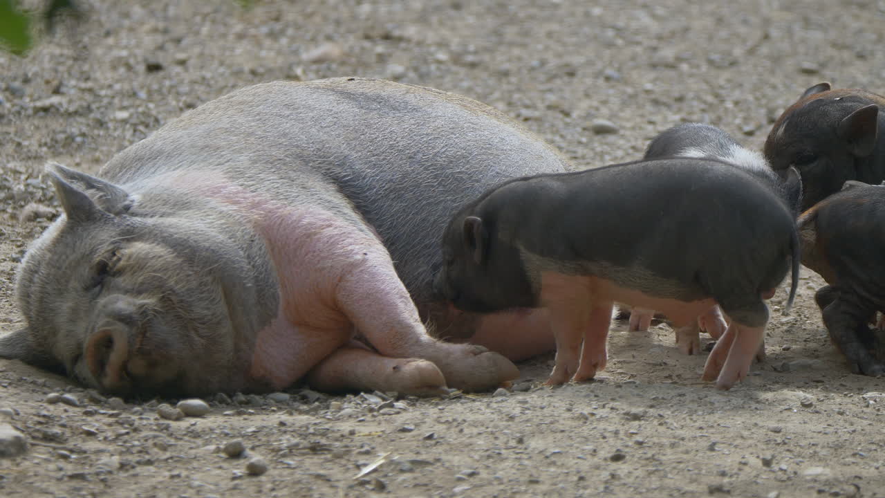 Cute baby Piglets drinking from udder of female sow lying on ground,close up