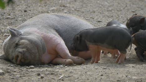 Niedliche-Babyferkel-Trinken-Aus-Dem-Euter-Einer-Weiblichen-Sau,-Die-Auf-Dem-Boden-Liegt,-Aus-Nächster-Nähe