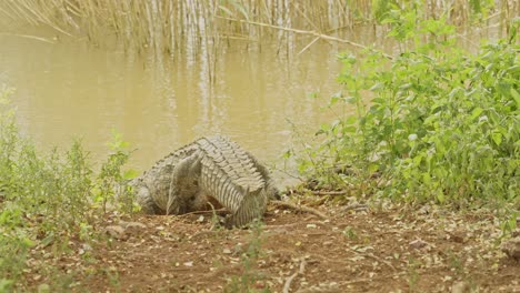 Ein-Gefährliches-Krokodil-Mit-Großem-Schwanz-Betritt-Das-Wasser