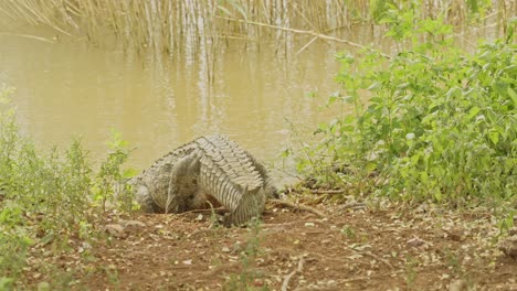 un peligroso cocodrilo con una gran cola entra en el agua