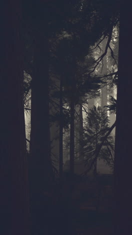 foggy forest with tall trees