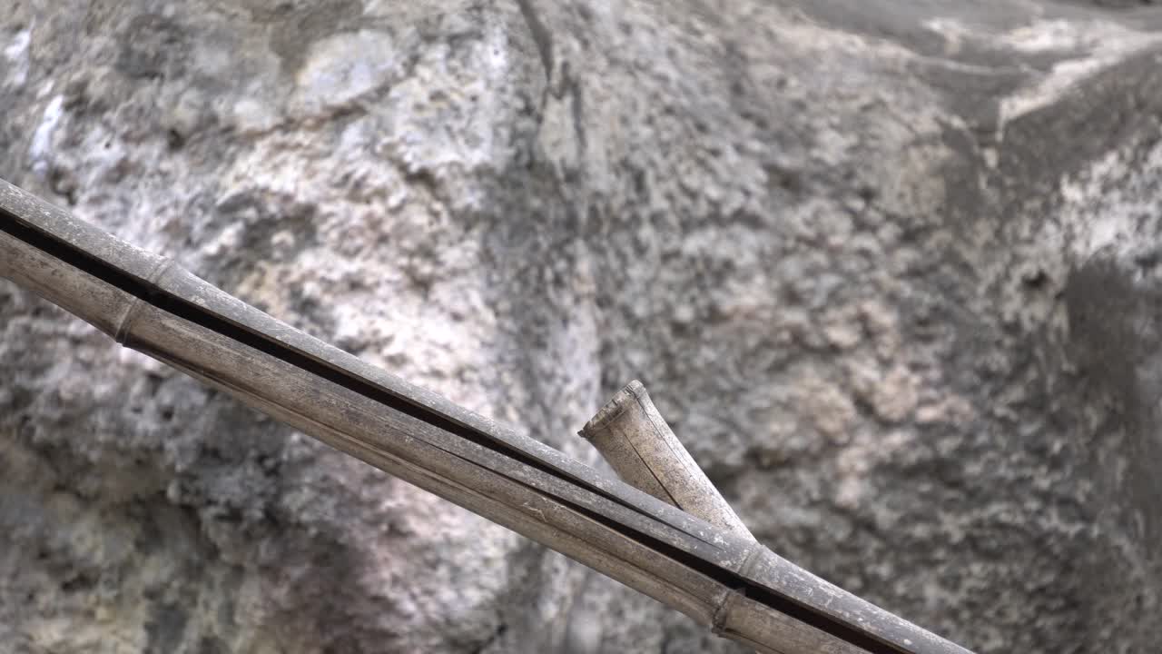 야생에서 바위 배경에 대나무 나뭇가지에 과일을 먹는 한 영장류 다람쥐 원숭이 - 정적 샷