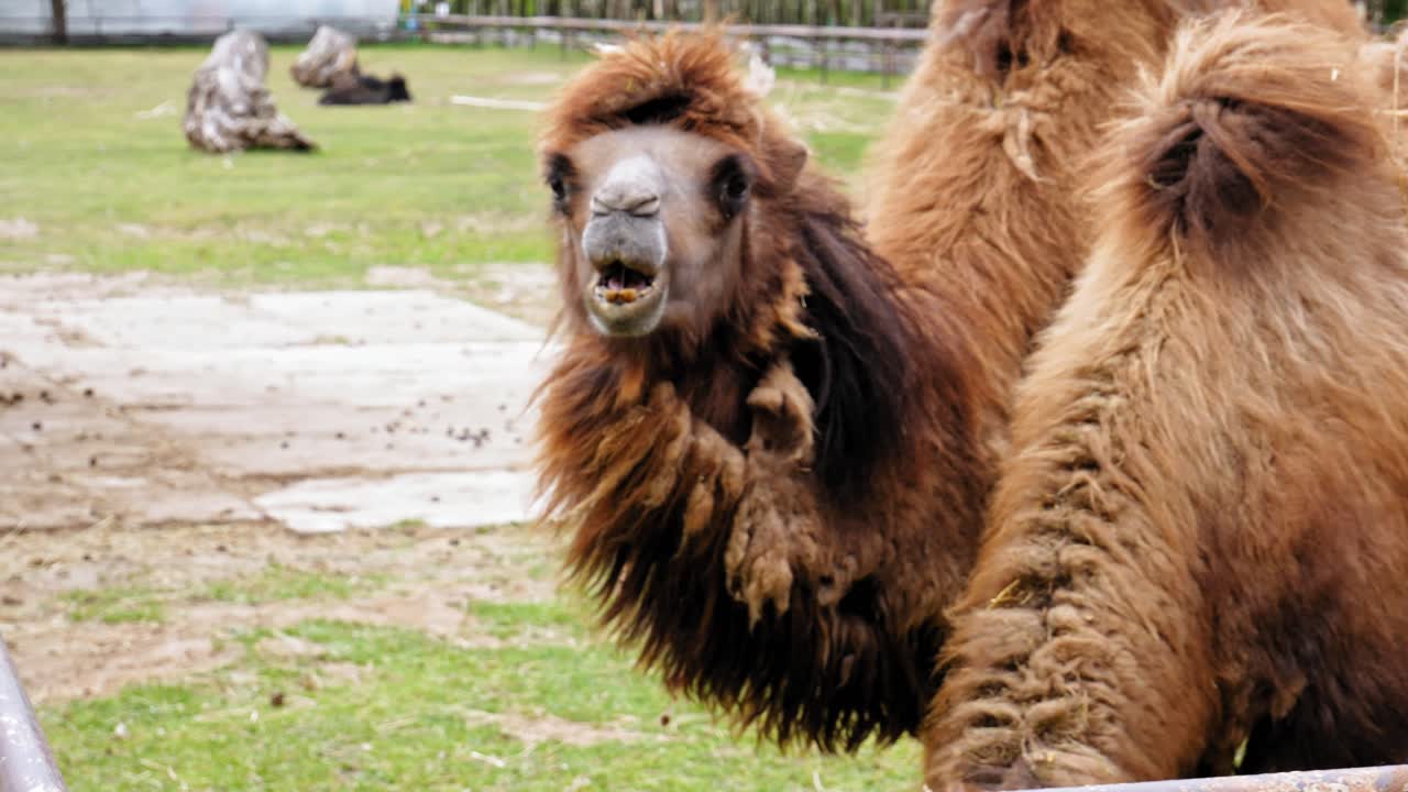 primer plano retrato de camello bactriano en el parque zoológico de vida silvestre
