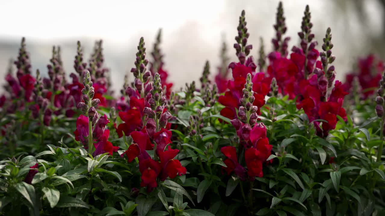 Bocche di leone rosse in un giorno di primavera.