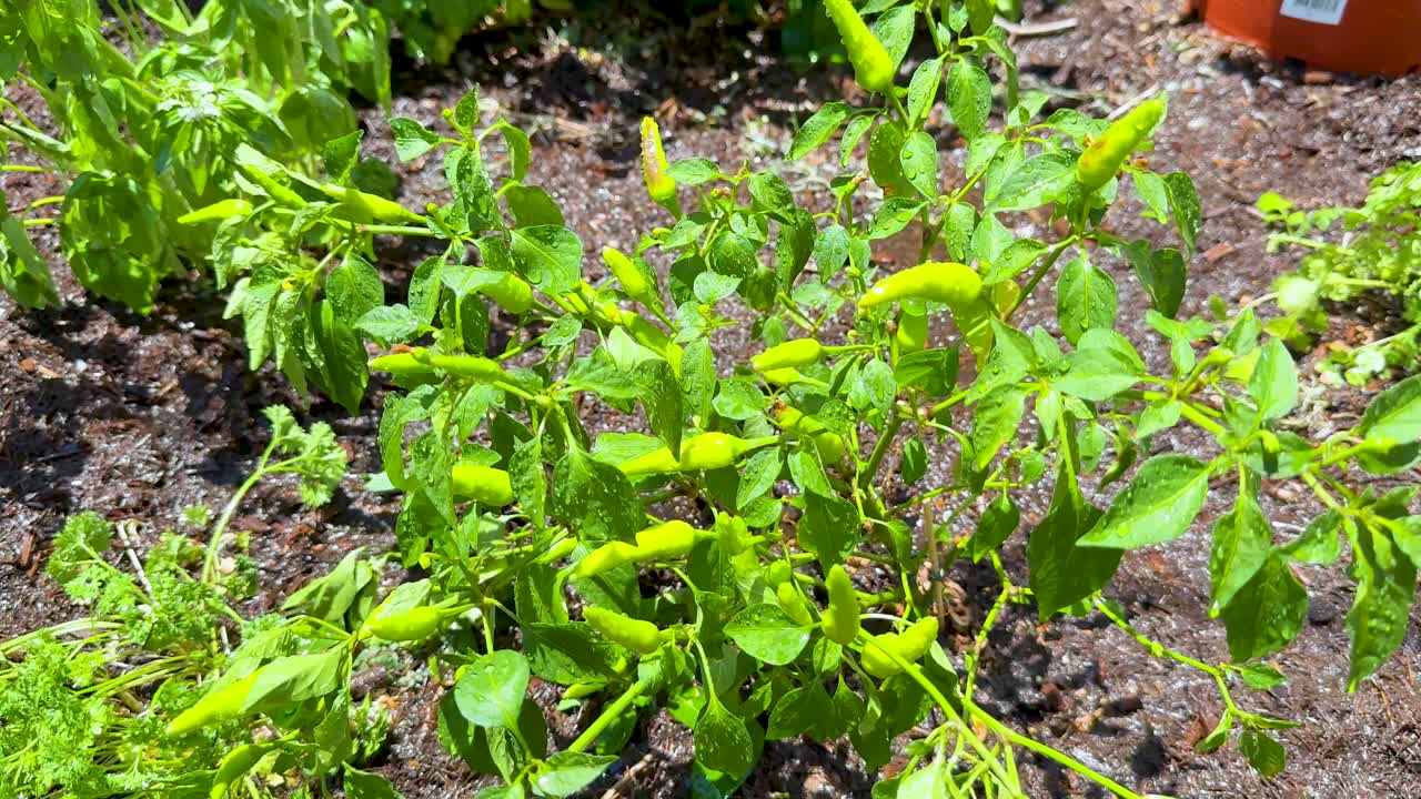 planta de chile que prospera en un entorno de jardín soleado