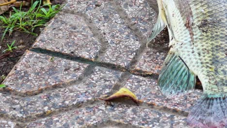 close-up of a fish tail and a small leaf on textured pavement with grass nearby.