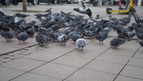 Feeding-pigeon-birds-on-floor