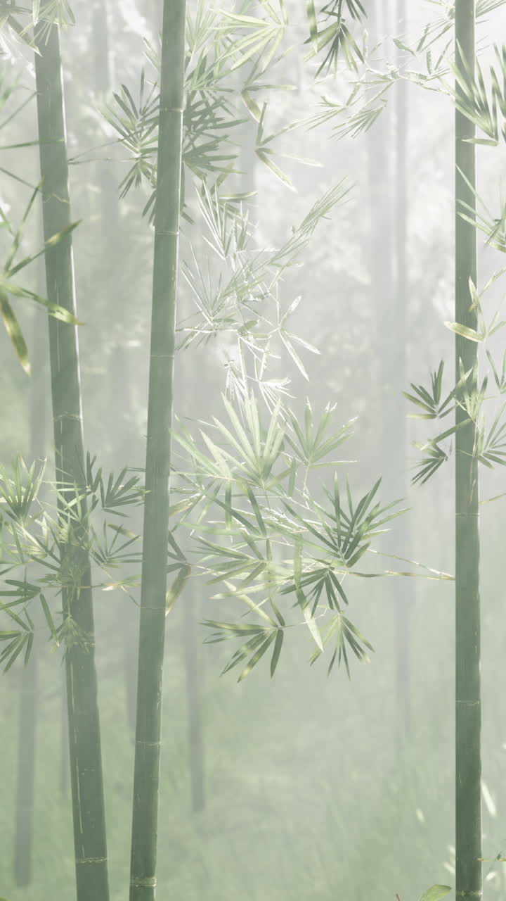 bosque de bambú con niebla