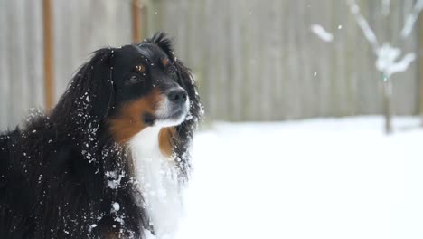 snow falling on beautiful dog