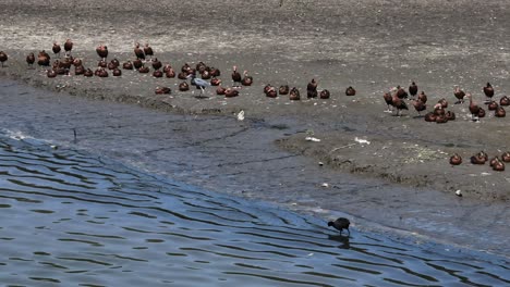 group of black-bellied whistling duck resting on the shore of laguna de las garzas in manzanillo, colima, mexico