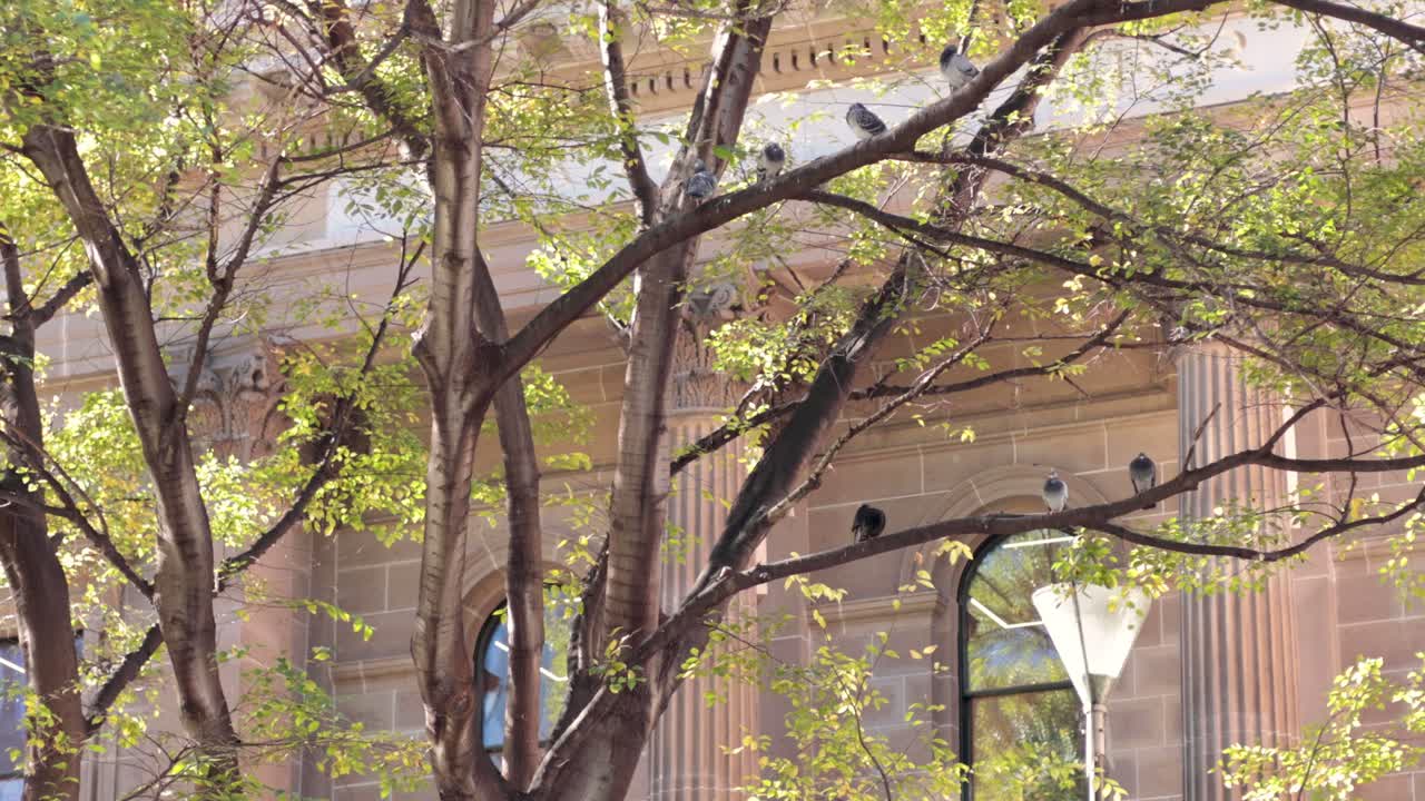 건물 근처 에 있는 나무 에 서 있는 새 들