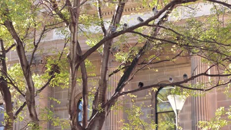 birds perched on tree near building